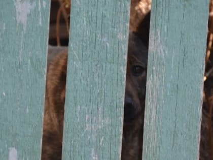 В Волгоградской области у дома нашли обглоданное тело мужчины