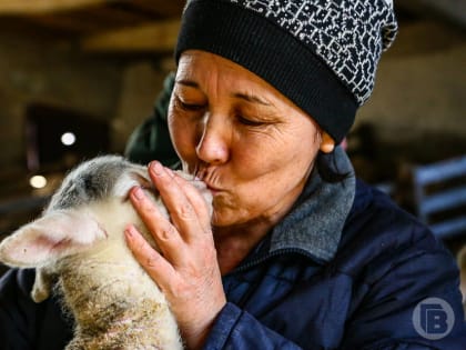 Волгоградских овец признали красотками на выставке в Дагестане