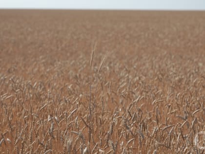 В Волгоградской области резко упали цены на зерно