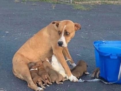 За выброшенных животных будут штрафовать