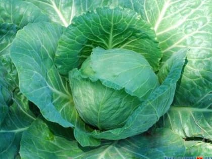 Гастроэнтеролог Булсевич объяснил, зачем есть квашеную капусту