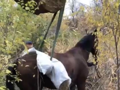 В Волжском спасли лошадь, провалившуюся в колодец