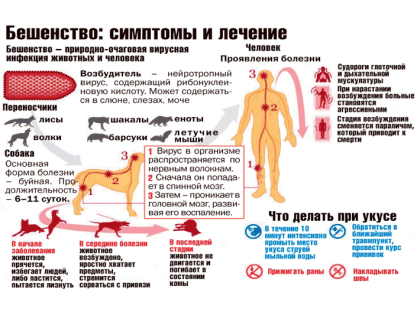 Бешенство как особо опасная болезнь человека и животных