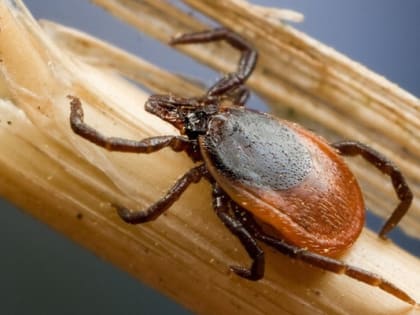 Что нужно делать при укусе клеща