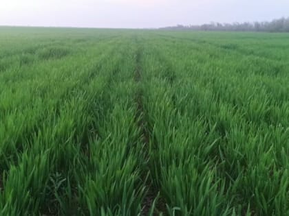 На большей части территории Волгоградской области введен режим ЧС из-за погубивших урожай майских заморозков