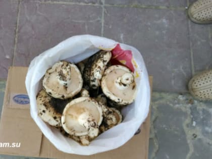 За сбор грибов и ягод могут потребовать заплатить налог