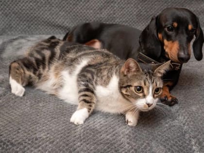 В зоомагазинах и на птичьих рынках Волгоградской области введут запрет на торговлю