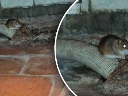 Инфекционное отделение Котовской  ЦРБ закрыли после фотографии с мышью