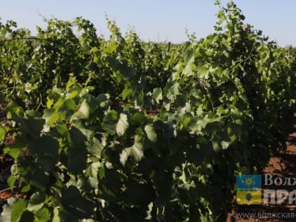 Волгоградская область получит 4,2 млн на развитие виноградарства