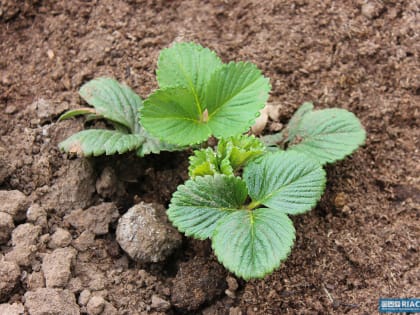 В Волгоградской области план по весеннему севу выполнен более чем на треть