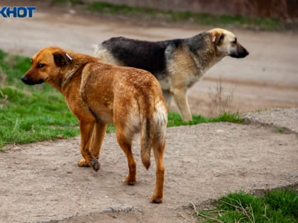 Волжский в лидерах: в Волгоградской области за два года на 19% сократилось число бездомных животных