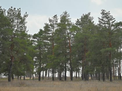 «Вакцина не поможет»: волгоградцев предупредили об опасности в лесу