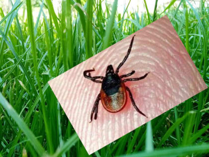 Волгоградское управление Роспотребнадзора обновляет данные о клещах