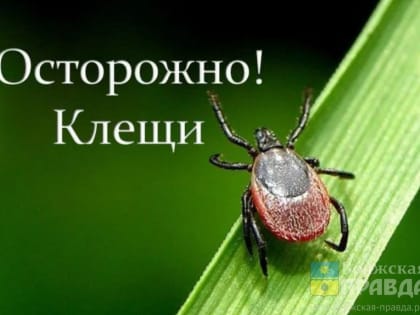 Чем опасен новый вирус Хасеки, рассказали в Роспотребнадзоре