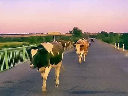 Стало известно, кто в Камышинском районе надаивает больше всего молока, и кто варит лучший сыр