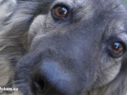 В России будут бороться с «чёрными заводчиками» собак и кошек