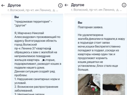 Ужасные условия проживания: жители Ленина, 37, страдают от кошачьей колонии