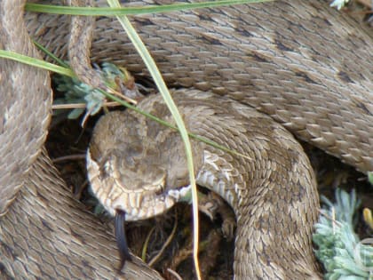 Змея укусила подростка под Волгоградом
