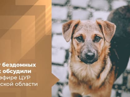 Проблема бездомных животных - в прямом эфире ЦУР