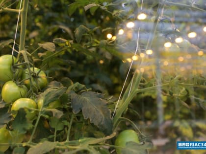 В Волжском УФАС оштрафовал «Россети Юг» за навязывание нового порядка расчёта