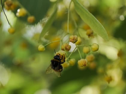 К концу недели в Волгоградской области снова ожидается жаркая погода