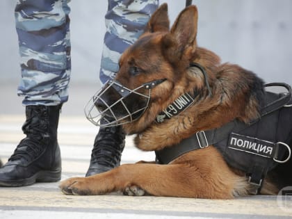 В Волгоградской области курьеры вымогали деньги у пенсионеров