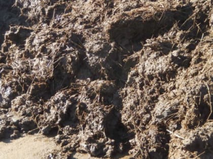 Животноводов Волгоградской области обязали законно хранить навоз до использования