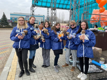 Волгоградские активисты помогли четвероногим друзьям обрести семью