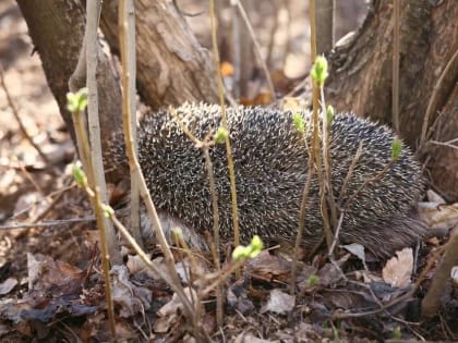 Теплые выходные без дождей и снега ждут жителей Волгограда