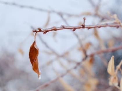 Метеоролог рассказал о погоде в Волгоградской области в ближайшие дни