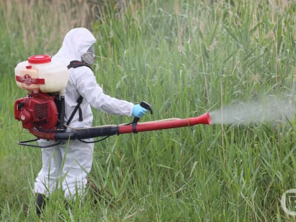 Волгоградцам напомнили об инфекциях, которые переносят клещи