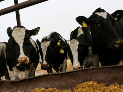 Волгоградским фермерам предоставят гранты на развитие хозяйств