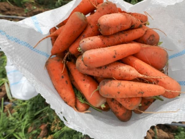 Употребление моркови способствует похудению и предотвращает рак