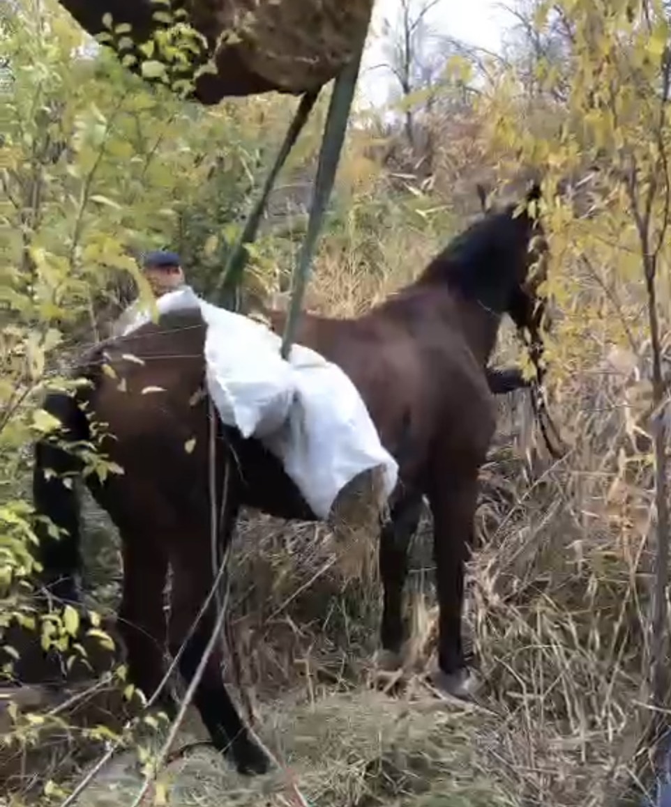 Волгоградская лошадь