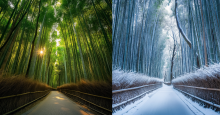 Arashiyama Bamboo Forest