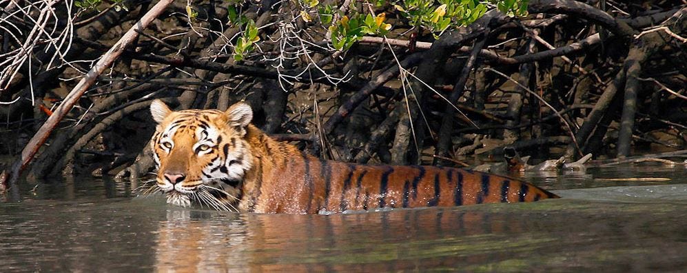 Sunderban