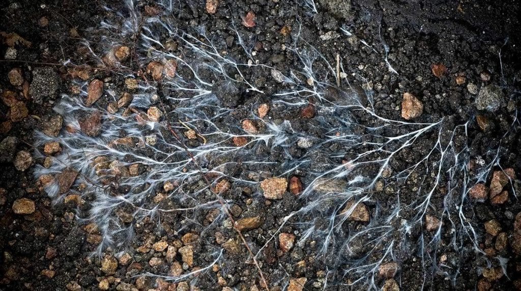 Imagem de destaque para A Teia Viva do Subsolo: Como Fungos e Plantas Compartilham Nutrientes na Terra