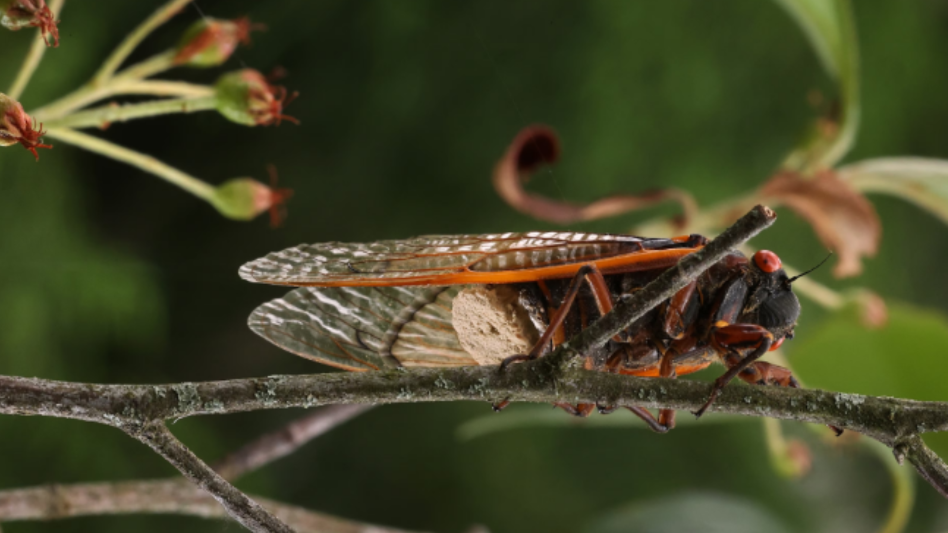 Imagem de destaque para Zumbis no Ar: Como um Fungo Transforma Cigarras em Vetores Sexuais de Morte