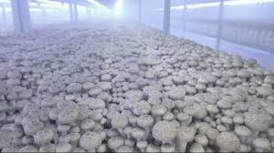 Imagem de destaque para Controle de Umidade: O Segredo para Cogumelos Saudáveis e Produtivos