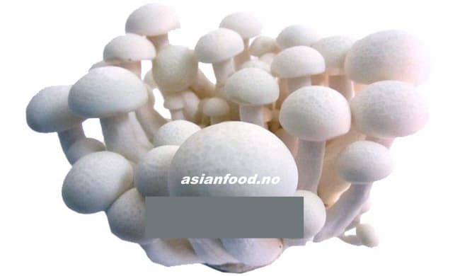 Mushroom lingeur white 150g