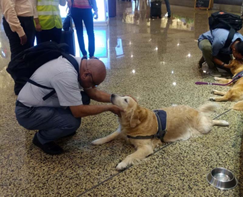 Pawsitive Buddies At Work-gallery 1