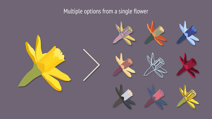 Multiple iptions daffodil set