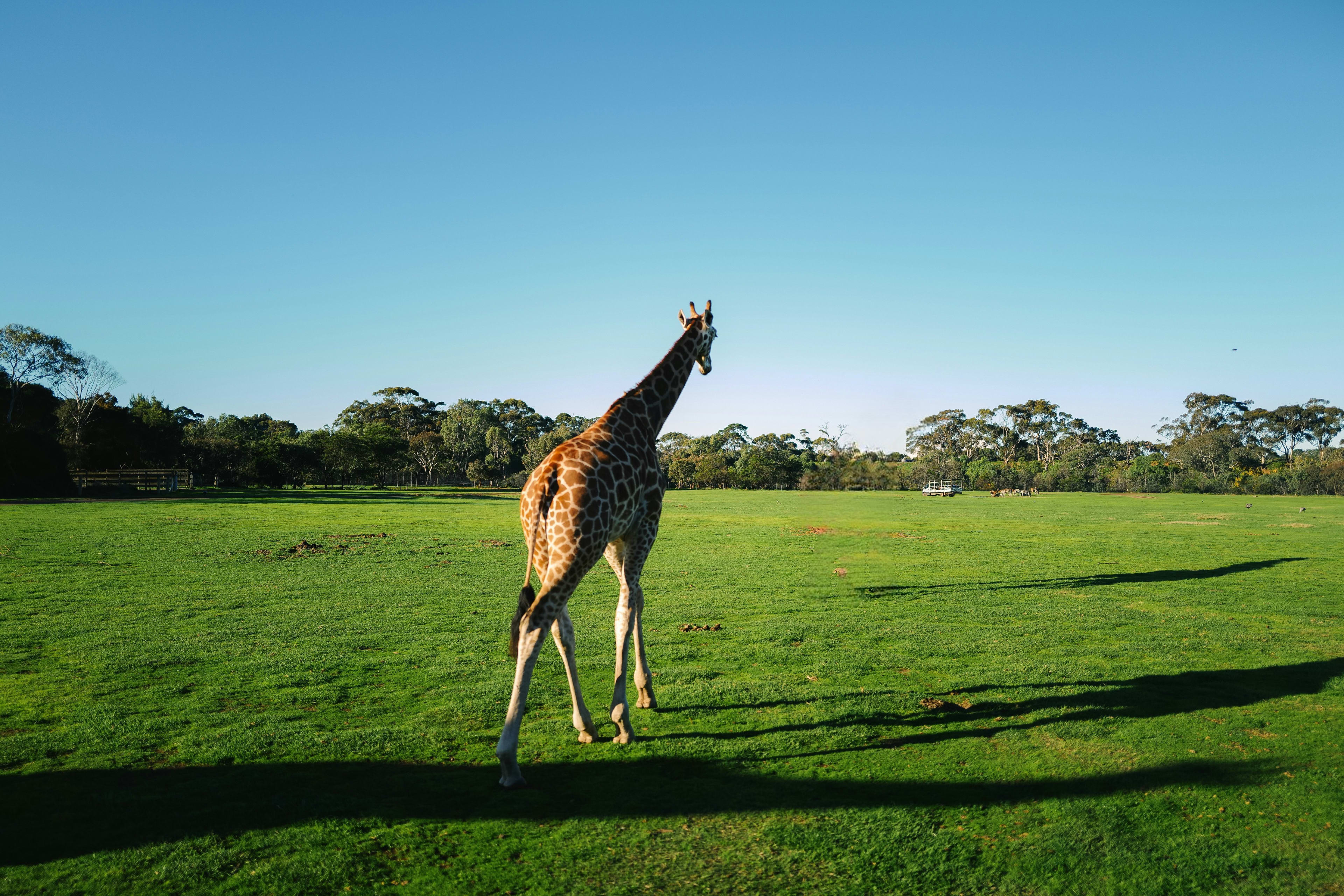 Giraffe