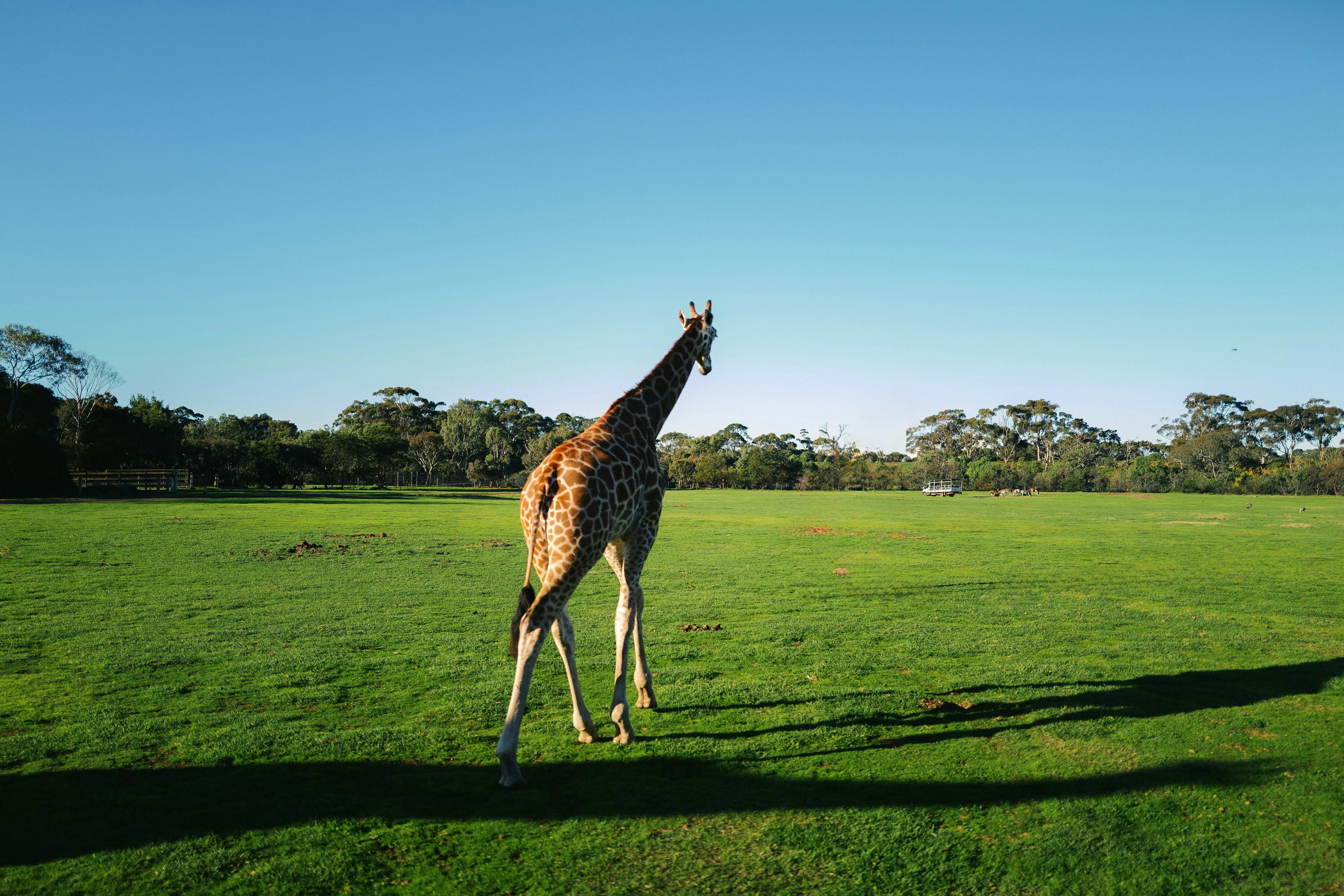 Giraffe shadow