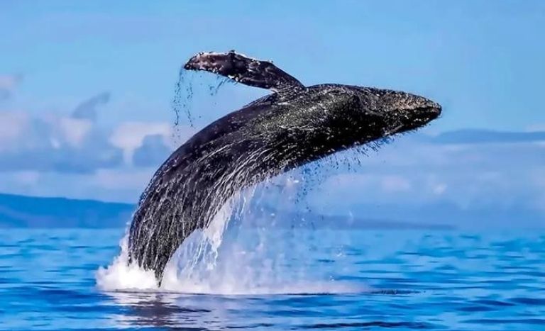 Whale watching