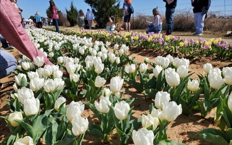 Souvenir From Texas Tulip Farm