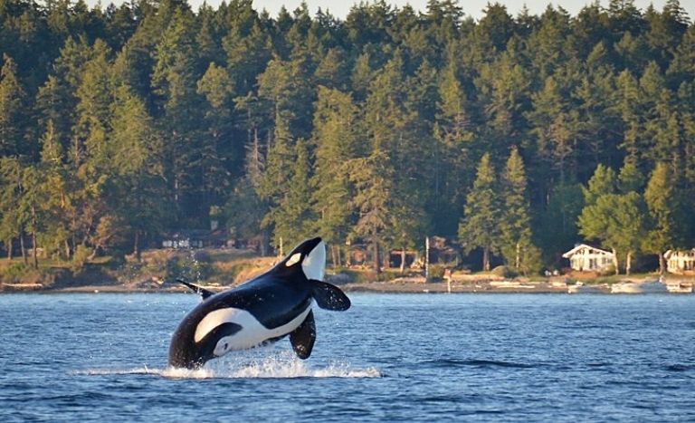 San Juan Islands Day Trips from Seattle