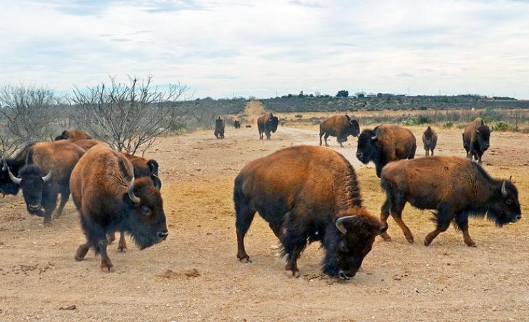 San Angelo State Park