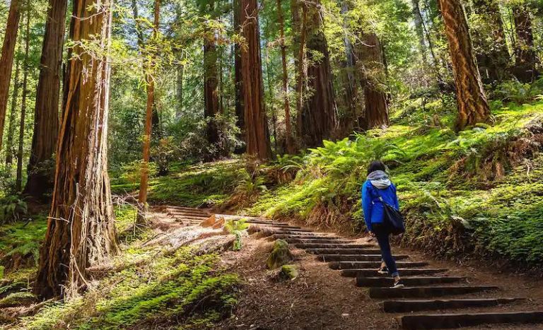 Why You Should Go at Muir Woods