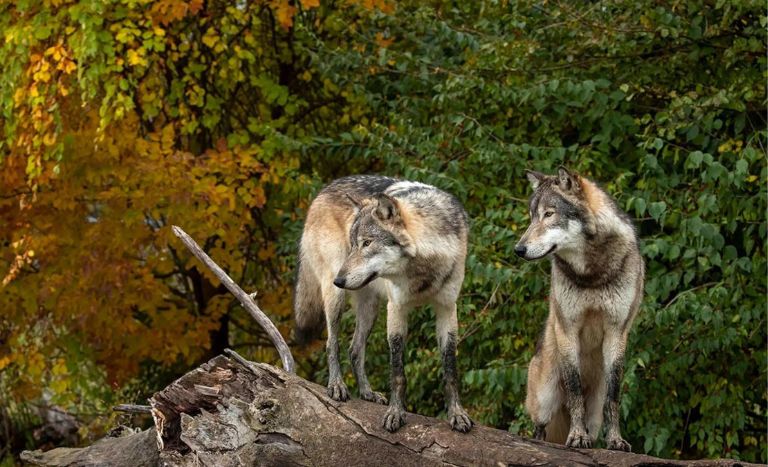 Things to do in Lafayette Indiana at Wolf Park